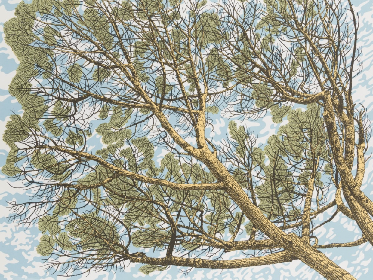 Under the Pine Trees